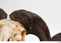  Skull Mouflon Ovis orientalis head horns skull 0005.jpg
